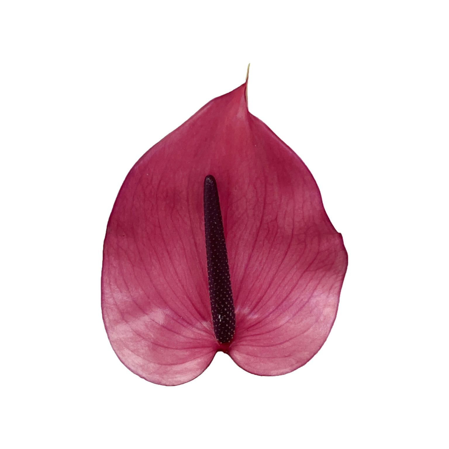 Anthurium Purple – Floralife Sdn Bhd