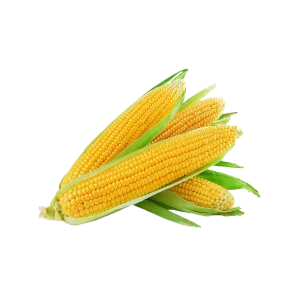 Sweet Corn Yellow 黄玉蜀黍 1pcs