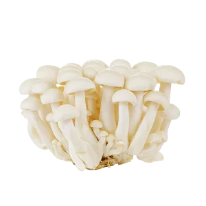 White Shimeji Mushroom 白玉菇 1 pkt (150g+-)