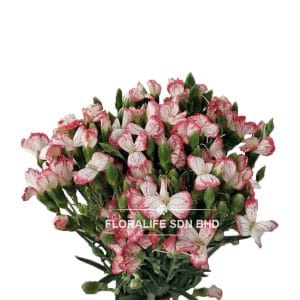 Carnation Spray Butterfly White Pink (20 stalks)