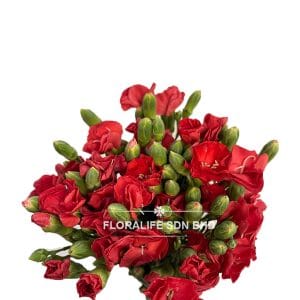 Carnation Spray Butterfly Red (20 Stalks)