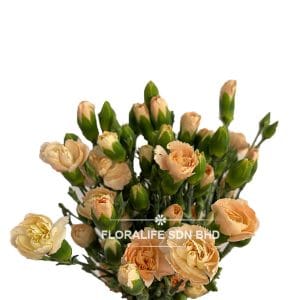 Carnation Spray Champagne (20 Stalks)