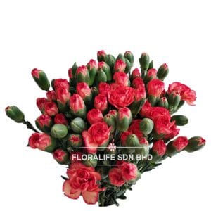 Carnation Spray Dark Orange (20 Stalks)