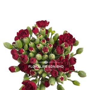 Carnation Spray Dark Red  (20 Stalks)
