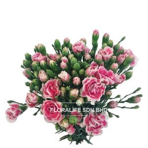 Carnation Spray Jelly Pink White (20 Stalks)
