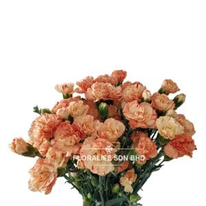 Carnation Spray Light Orange (20 Stalks)