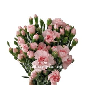Carnation Spray Spray Light Pink (20 Stalks)