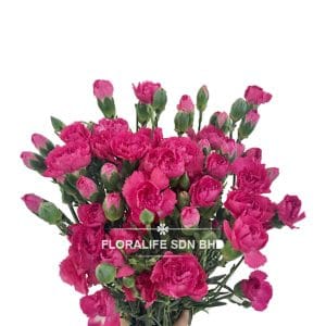 Carnation Spray Light Jelly Pink (20 Stalks)