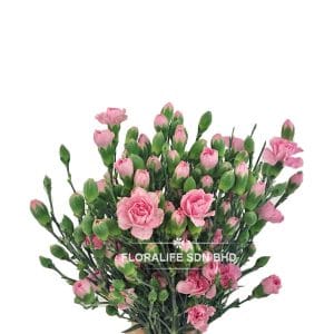 Carnation Spray Pink (20 Stalks)