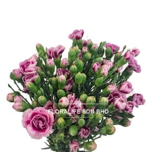 Carnation Spray Purple Pink (20 Stalks)