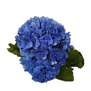 Hydrangea Dark Blue China