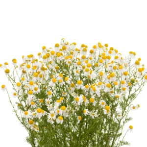 Chamomile Small Bundle
