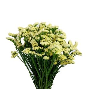 Statice Yellow ( Half Bundle )