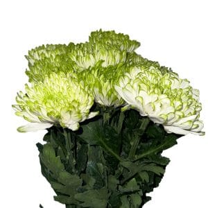 Zembla Lime Green (6 Stalks)