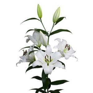 White Lily (5 Stalks)