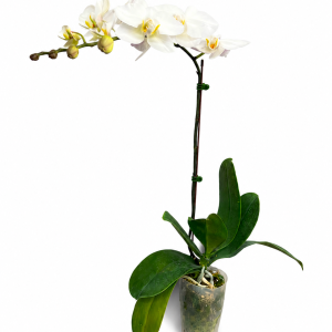 PHALAENOPSIS POT - WHITE