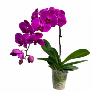 PHALAENOPSIS POT - PURPLE