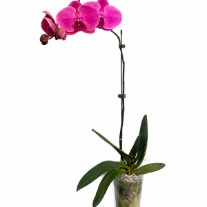 PHALAENOPSIS POT - RED