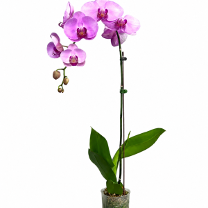 PHALAENOPSIS POT - PINK